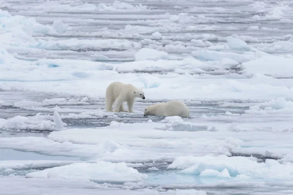 Dos Jóvenes Osos Polares Salvajes Jugando Sobre Hielo Mar Ártico — Foto de Stock