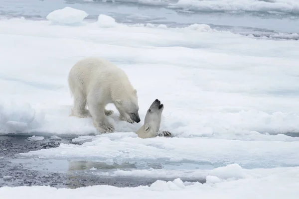 Két Fiatal Vad Jegesmedvék Játszik Jégtáblák Sarkvidéki Tengeri Északi Svalbard — Stock Fotó