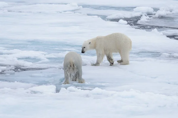 Två Unga Vilda Isbjörnar Spelar Packisen Arktiska Havet Norr Svalbard — Stockfoto