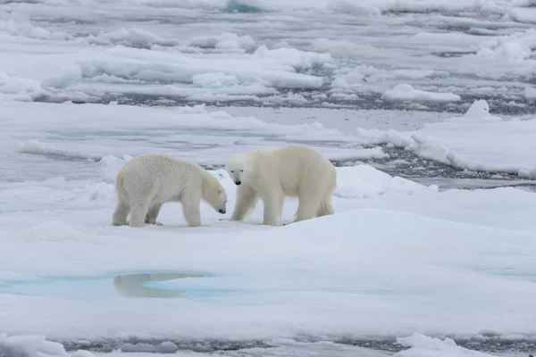 Två Unga Vilda Isbjörnar Spelar Packisen Arktiska Havet — Stockfoto
