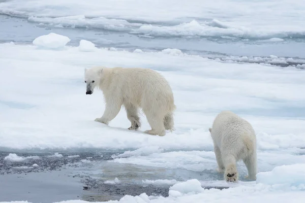 Dvě Mladé Divoké Ledních Medvědů Ledu Arktické Moře Severně Špicberky — Stock fotografie