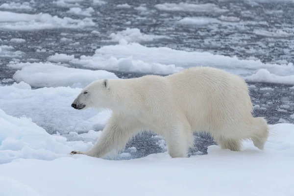 Oso Polar Salvaje Paquete Hielo Mar Ártico Cerca — Foto de Stock
