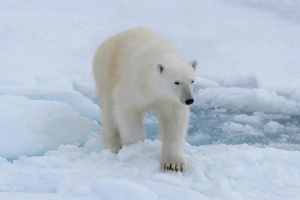 Oso Polar Salvaje Paquete Hielo Mar Ártico —  Fotos de Stock