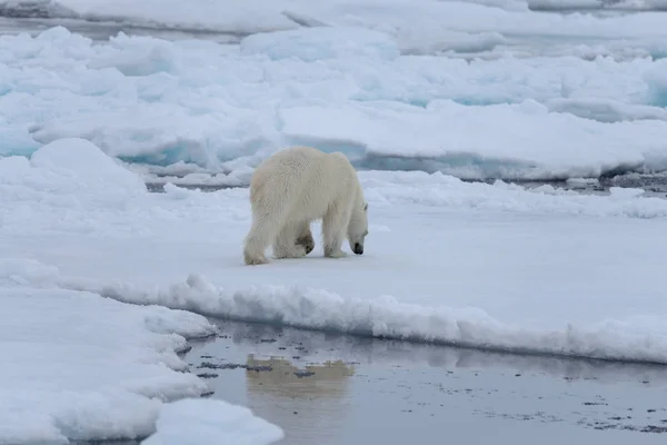 Urso Polar Selvagem Gelo Pacote Mar Ártico — Fotografia de Stock