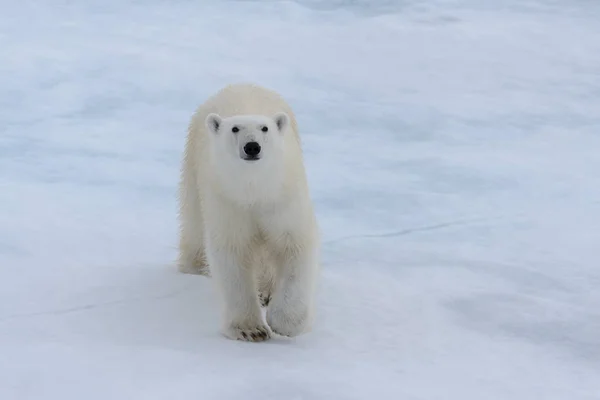 Urso Polar Selvagem Gelo Pacote Mar Ártico — Fotografia de Stock