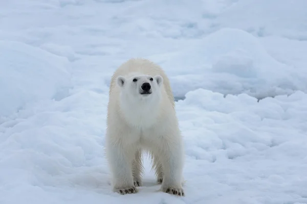 Urso Polar Selvagem Gelo Pacote Mar Ártico Close — Fotografia de Stock