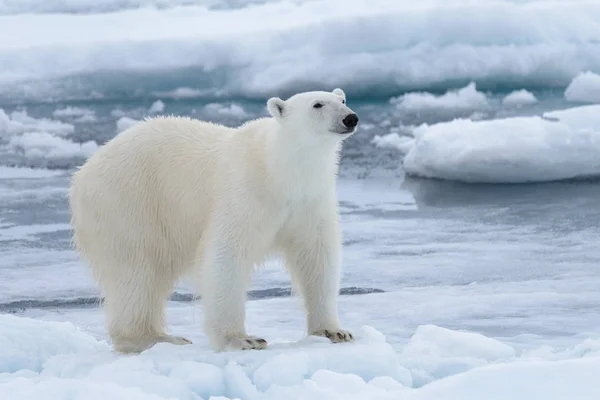 Oso Polar Salvaje Paquete Hielo Mar Ártico Cerca —  Fotos de Stock