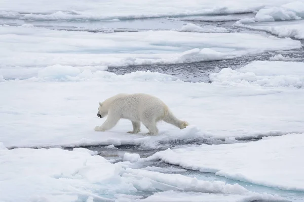 Twee Jonge Wilde Ijsberen Spelen Pakijs Het Arctische Zee Ten — Stockfoto