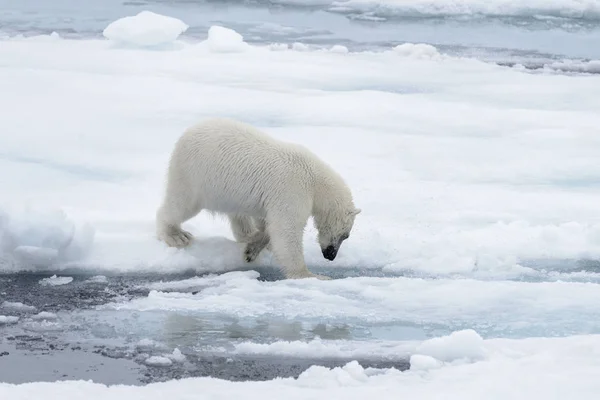 Дикий Белый Медведь Плывет Воде Паковому Льду Арктическом Море — стоковое фото