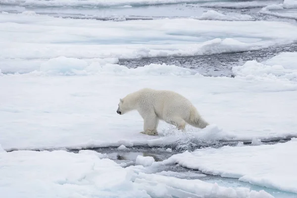 Due Giovani Orsi Polari Selvatici Che Giocano Sul Pack Ice — Foto Stock