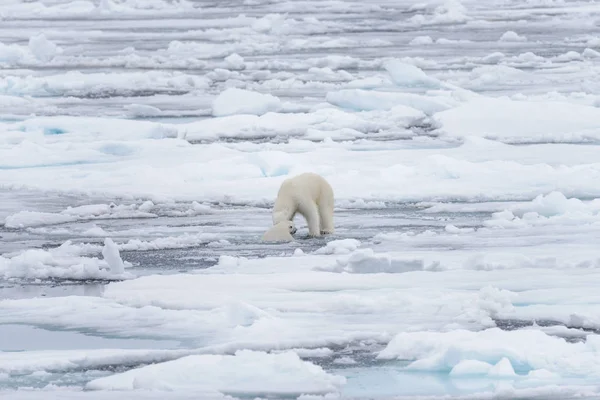 Twee Jonge Wilde Ijsberen Spelen Pakijs Het Arctische Zee Ten — Stockfoto