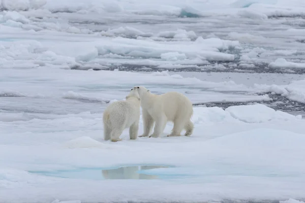 Dois Jovens Ursos Polares Selvagens Brincando Gelo Mar Ártico — Fotografia de Stock