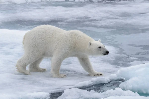北冰洋海带冰的野生北极熊 — 图库照片