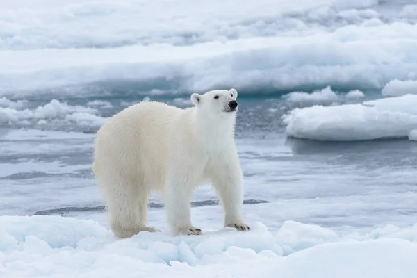 Oso Polar Salvaje Paquete Hielo Mar Ártico Cerca — Foto de Stock