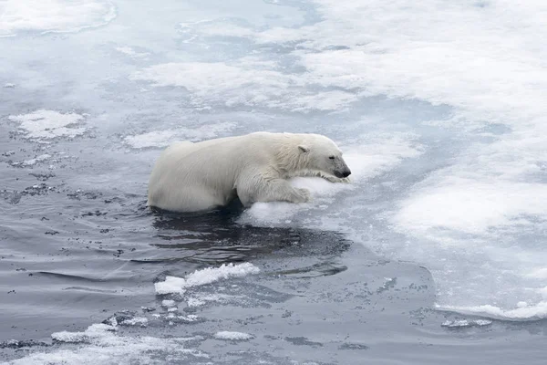 Kutup Ayısı Ursus Maritimus Arctic Deniz Yüzme Yakın Çekim — Stok fotoğraf
