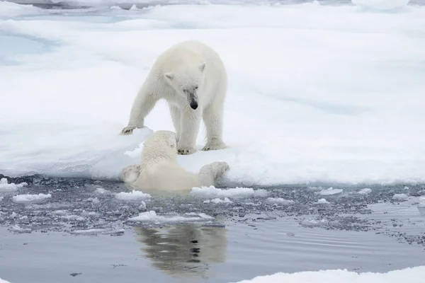 Dos Jóvenes Osos Polares Salvajes Jugando Sobre Hielo Mar Ártico — Foto de Stock