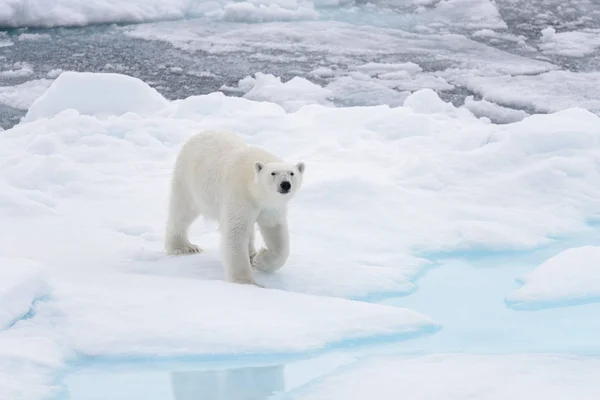 Дикий Білий Ведмідь Воді Відбувається Pack Льоду Арктичні Моря — стокове фото