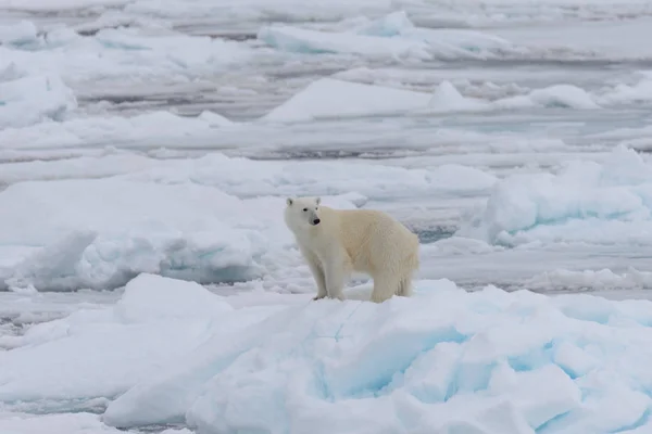 Oso Polar Salvaje Paquete Hielo Mar Ártico — Foto de Stock