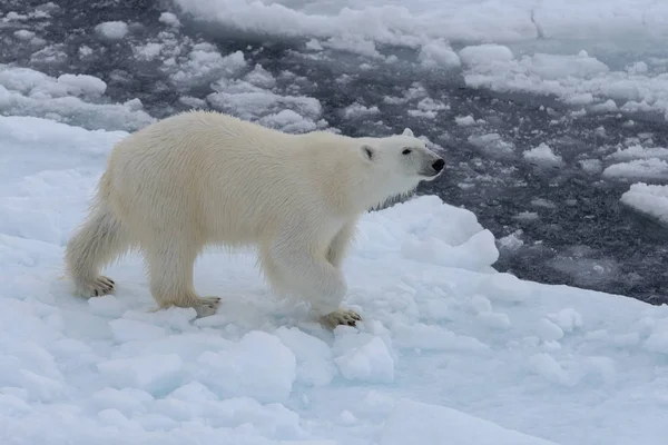 Oso Polar Salvaje Paquete Hielo Mar Ártico — Foto de Stock