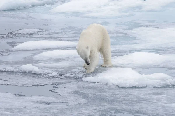 Twee Jonge Wilde Ijsberen Spelen Pakijs Het Arctische Zee Ten — Stockfoto