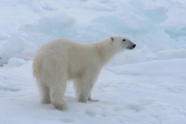 Άγρια Πολική Αρκούδα Στο Πακέτο Πάγου Στην Αρκτική Θάλασσα Κοντινό — Φωτογραφία Αρχείου