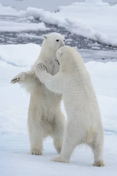 Deux Jeunes Ours Polaires Sauvages Jouent Sur Banquise Mer Arctique — Photo