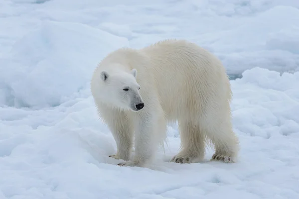 Urso Polar Selvagem Gelo Pacote Mar Ártico Close — Fotografia de Stock