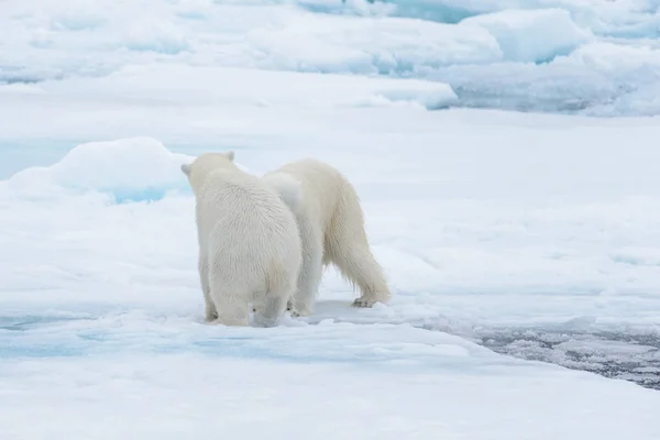 Két Fiatal Vad Jegesmedvék Játszik Jégtáblák Sarkvidéki Tengeri Északi Svalbard — Stock Fotó