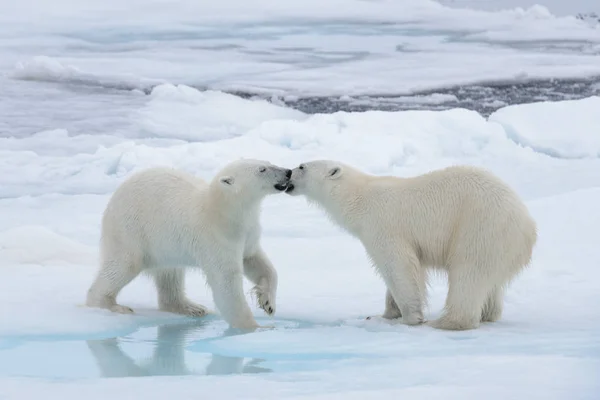 Dwóch Młodych Dzikie Niedźwiedzie Polarne Gra Lodzie Morza Arktycznego — Zdjęcie stockowe
