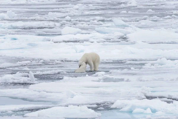 在斯瓦尔巴以北的北冰洋 两只年轻的野生北极熊在冰层上玩耍 — 图库照片