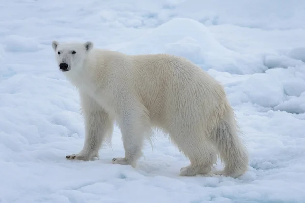 Wilder Eisbär Auf Packeis Arktischen Meer Aus Nächster Nähe — Stockfoto