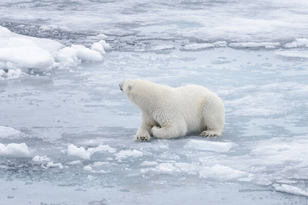 Wild polar bear laying on pack ice