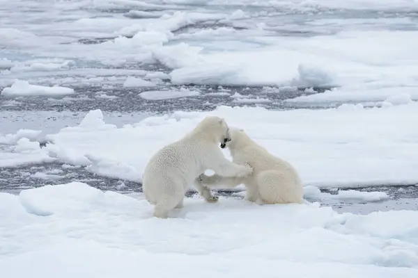 북극곰 스발바르 북쪽에 얼음에 — 스톡 사진