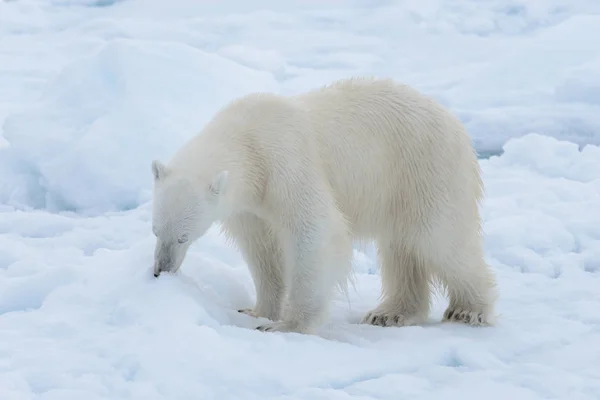 Urso Polar Selvagem Gelo Pacote Mar Ártico Close — Fotografia de Stock