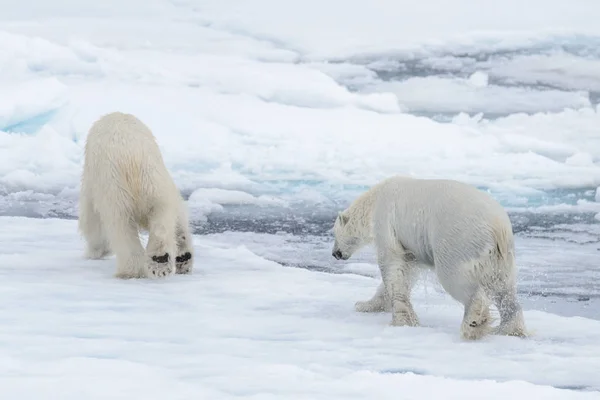 Två Unga Vilda Isbjörnar Spelar Packisen Arktiska Havet — Stockfoto