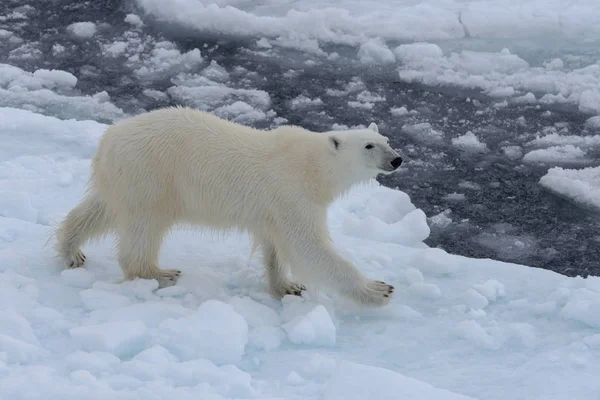 Urso Polar Selvagem Gelo Pacote Mar Ártico — Fotografia de Stock