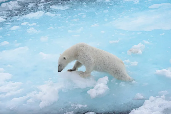 Dziki Niedźwiedź Polarny Wodzie Dzieje Pack Lodu Morskiego Arktyki — Zdjęcie stockowe