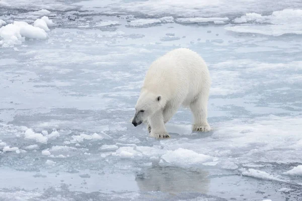 Urso Polar Selvagem Gelo Pacote Mar Ártico — Fotografia de Stock