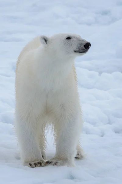 Arctic Deniz Buz Paketi Üzerinde Yabani Kutup Ayısı Yakın Çekim — Stok fotoğraf