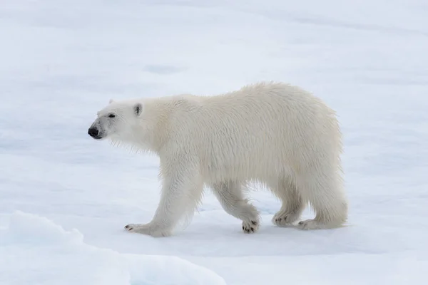 Yabani Kutup Ayısı Arctic Deniz Buz Paketi Suda Oluyor — Stok fotoğraf