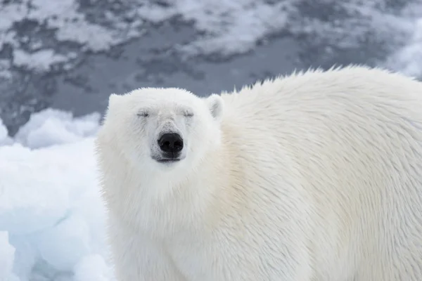 Eisbärenkopf Ursus Maritimus Aus Nächster Nähe — Stockfoto