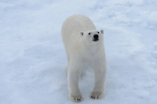 Yabani Kutup Ayısı Üst Havadan Görünümden Arctic Deniz Buz Paketi — Stok fotoğraf