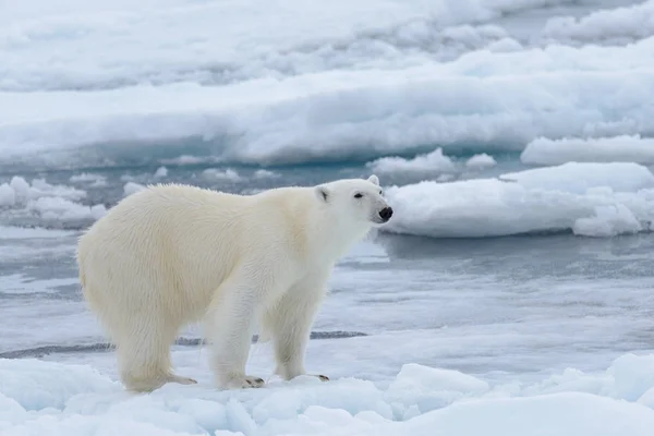 Wild Polar Bear Pack Ice Arctic Sea Close — Stock Photo, Image