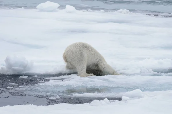 Urso Polar Selvagem Indo Água Gelo Pacote Mar Ártico — Fotografia de Stock