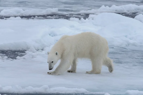 Oso Polar Salvaje Paquete Hielo Mar Ártico Cerca — Foto de Stock