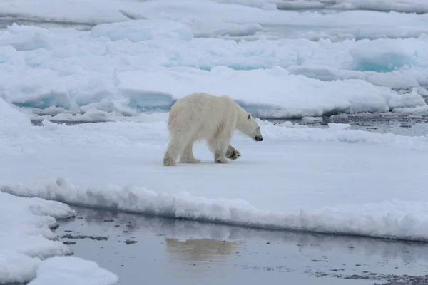 Дикий Білий Ведмідь Кризі Арктиці — стокове фото