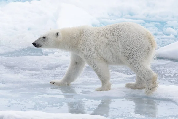 Wilder Eisbär Wasser Auf Packeis Der Arktis — Stockfoto