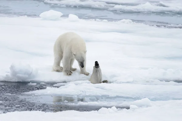 Twee Jonge Wilde Ijsberen Spelen Pakijs Het Arctische Zee Ten — Stockfoto