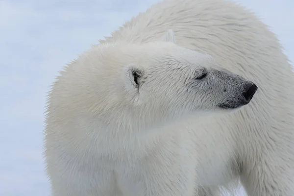 Cabeza Oso Polar Ursus Maritimus Cerca —  Fotos de Stock