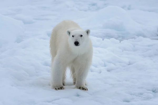 Urso Polar Selvagem Gelo Pacote Mar Ártico Close — Fotografia de Stock